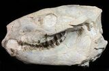 Nice, Oreodont (Merycoidodon) Skull - South Dakota #50811-1